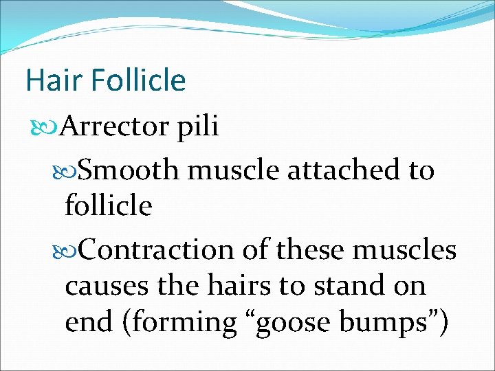 Hair Follicle Arrector pili Smooth muscle attached to follicle Contraction of these muscles causes