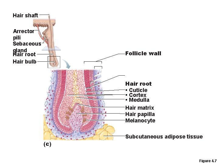 Hair shaft Arrector pili Sebaceous gland Hair root Hair bulb Follicle wall Hair root