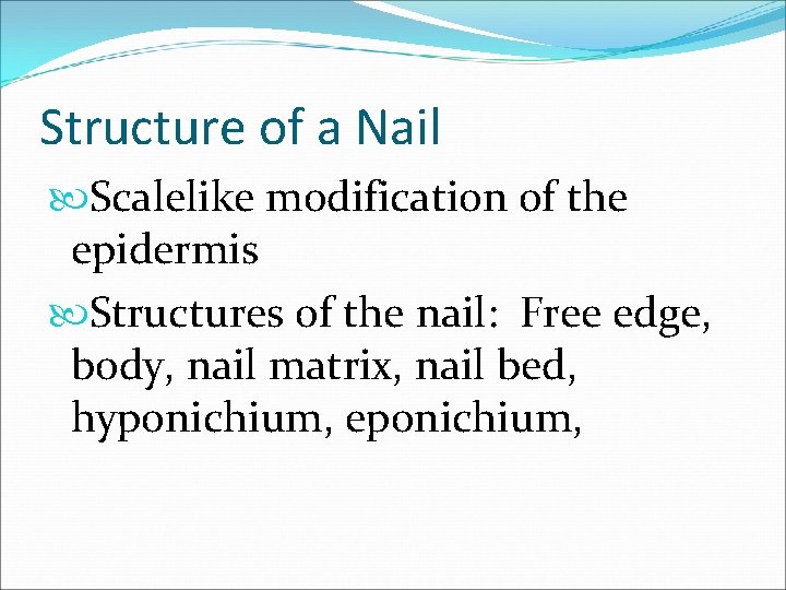 Structure of a Nail Scalelike modification of the epidermis Structures of the nail: Free Structure of a Nail Scalelike modification of the epidermis Structures of the nail: Free
