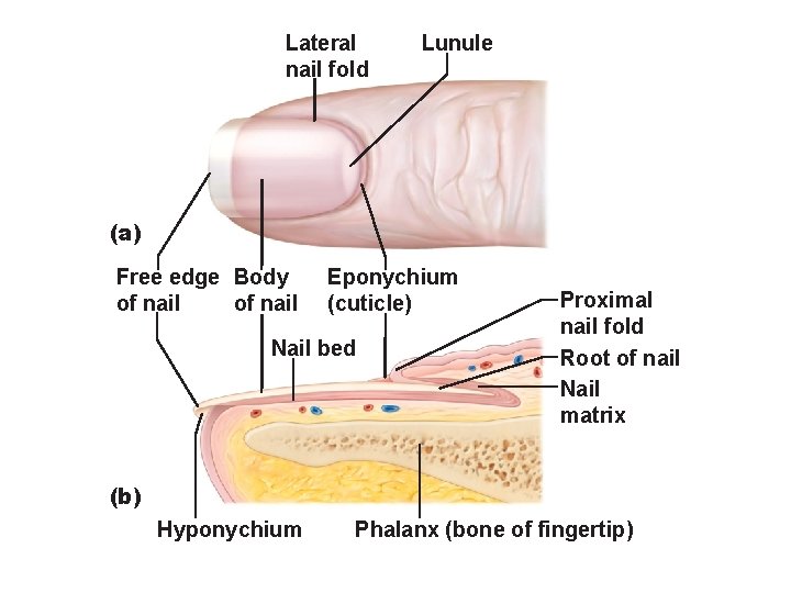 Lateral nail fold Lunule (a) Free edge Body of nail Eponychium (cuticle) Nail bed