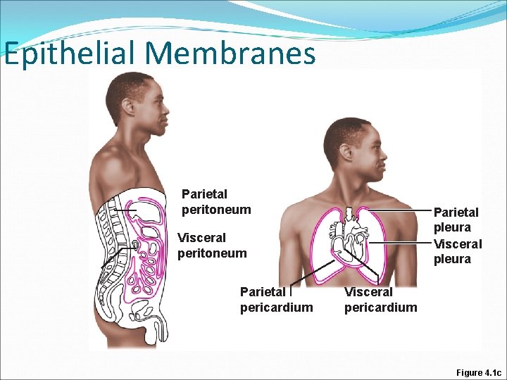 Epithelial Membranes Parietal peritoneum Parietal pleura Visceral peritoneum Parietal pericardium Visceral pericardium Figure 4. Epithelial Membranes Parietal peritoneum Parietal pleura Visceral peritoneum Parietal pericardium Visceral pericardium Figure 4.