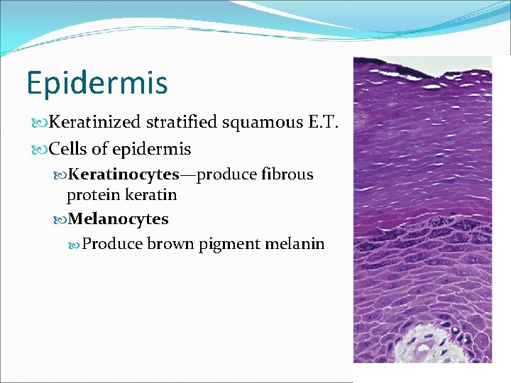 Epidermis Keratinized stratified squamous E. T. Cells of epidermis Keratinocytes—produce fibrous protein keratin Melanocytes