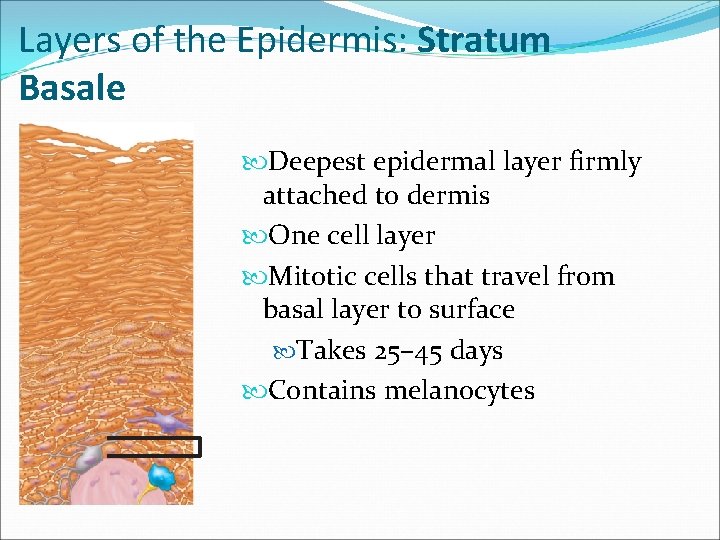 Layers of the Epidermis: Stratum Basale Deepest epidermal layer firmly attached to dermis One