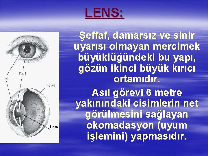 LENS: Şeffaf, damarsız ve sinir uyarısı olmayan mercimek büyüklüğündeki bu yapı, gözün ikinci büyük