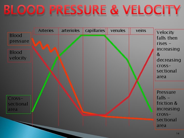 BLOOD PRESSURE & VELOCITY Blood pressure Blood velocity Crosssectional area Arteries arterioles capillaries venules
