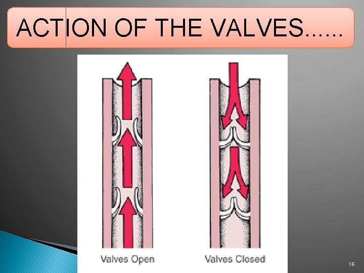 ACTION OF THE VALVES. . . 16 