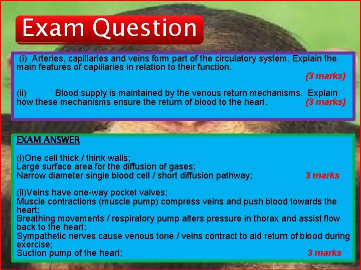 Exam Question (i) Arteries, capillaries and veins form part of the circulatory system. Explain