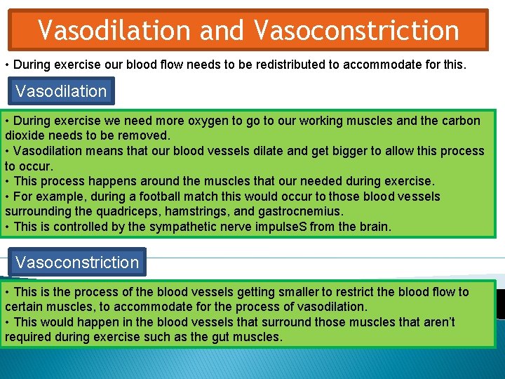 Vasodilation and Vasoconstriction • During exercise our blood flow needs to be redistributed to