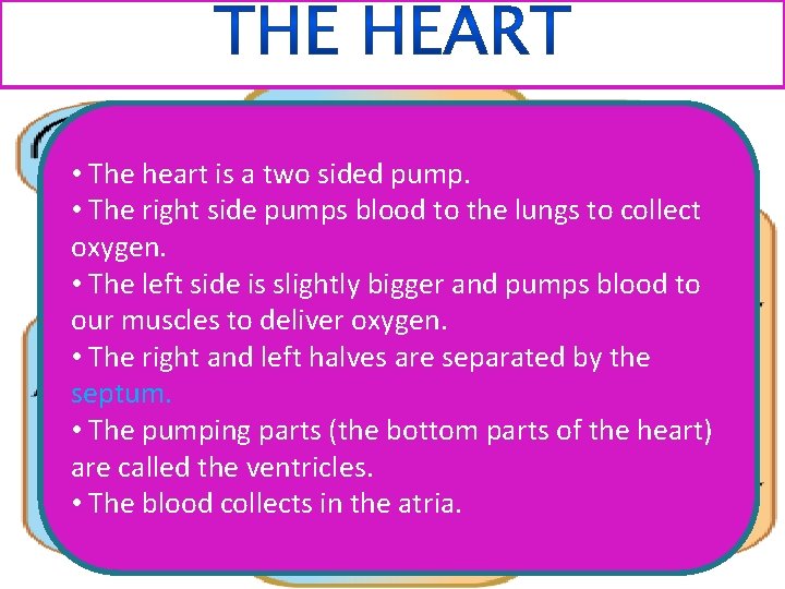  • The heart is a two sided pump. • The right side pumps