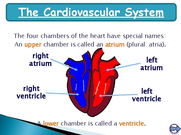 The Cardiovascular System The four chambers of the heart have special names: An upper