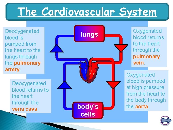The Cardiovascular System Deoxygenated blood is pumped from the heart to the lungs through