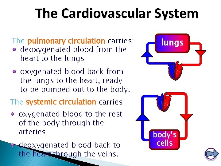 The Cardiovascular System The pulmonary circulation carries: deoxygenated blood from the heart to the