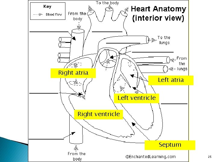 Right atria Left ventricle Right ventricle Septum 25 