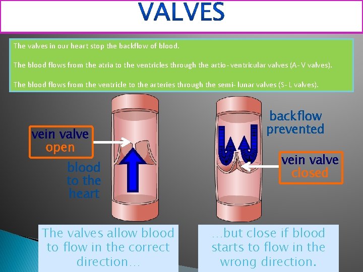 The valves in our heart stop the backflow of blood. The blood flows from