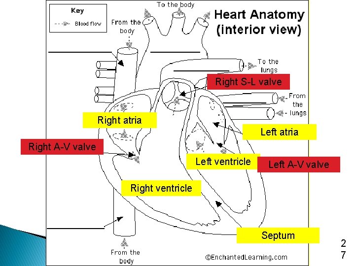 Right S-L valve Right atria Left atria Right A-V valve Left ventricle Left A-V