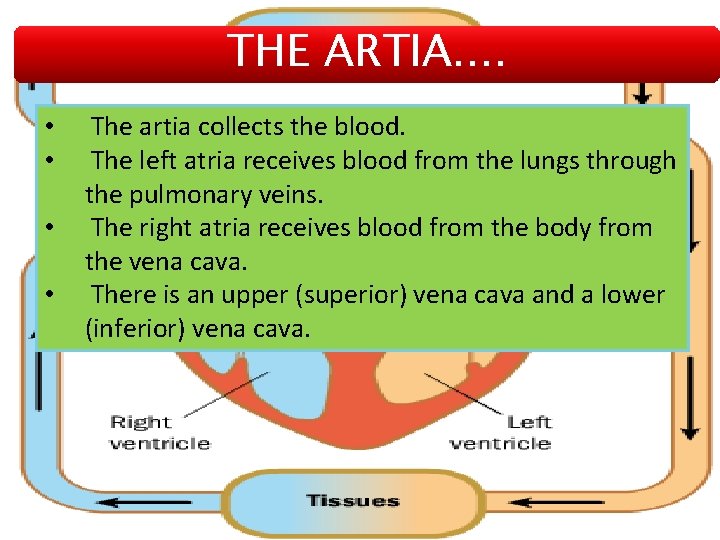 THE ARTIA. . • • The artia collects the blood. The left atria receives
