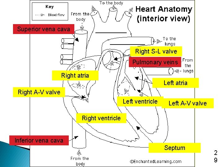 Superior vena cava Right S-L valve Pulmonary veins Right atria Left atria Right A-V