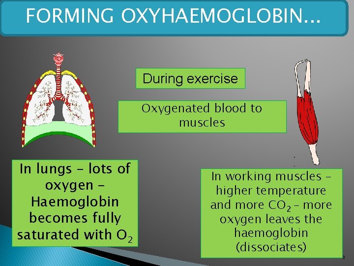 FORMING OXYHAEMOGLOBIN. . . During exercise Oxygenated blood to muscles In lungs – lots