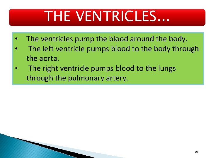 THE VENTRICLES. . . • • • The ventricles pump the blood around the