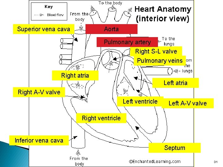 Superior vena cava Aorta Pulmonary artery Right S-L valve Pulmonary veins Right atria Left