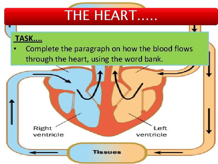 THE HEART. . . TASK. . • Complete the paragraph on how the blood