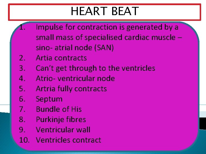 HEART BEAT 1. Impulse for contraction is generated by a small mass of specialised