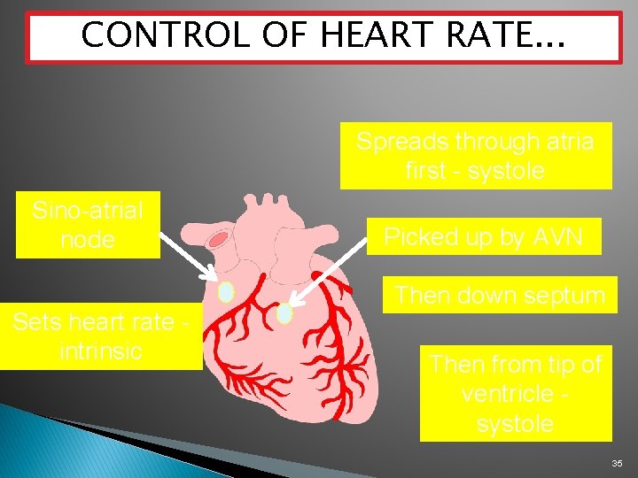 CONTROL OF HEART RATE. . . Spreads through atria first - systole Sino-atrial node