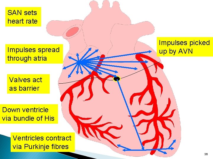SAN sets heart rate Impulses spread through atria Impulses picked up by AVN Valves