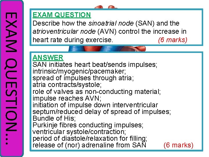 EXAM QUESTION. . . EXAM QUESTION Describe how the sinoatrial node (SAN) and the