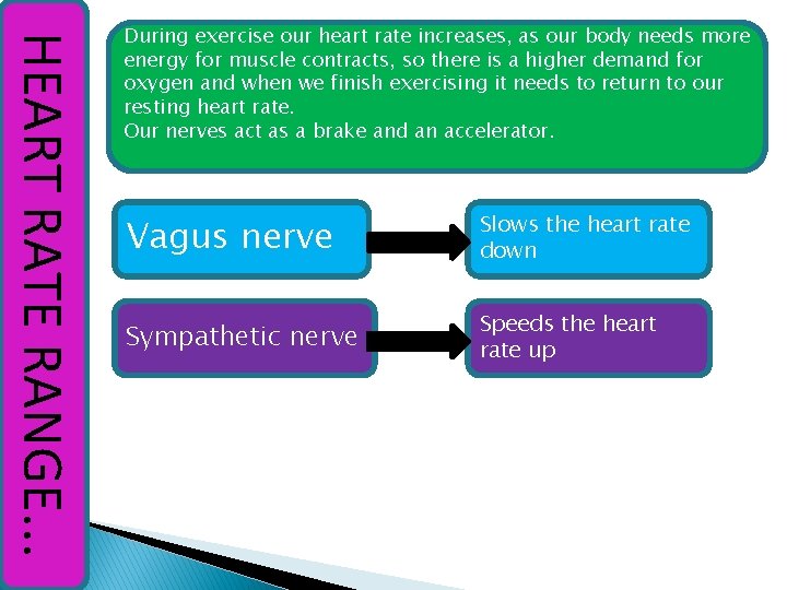 HEART RATE RANGE. . . During exercise our heart rate increases, as our body