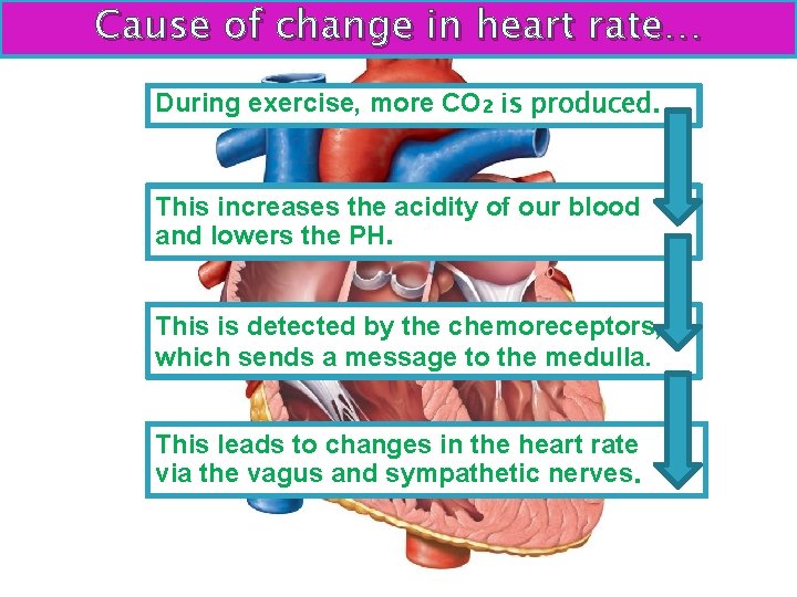 Cause of change in heart rate… During exercise, more CO₂ is produced. This increases
