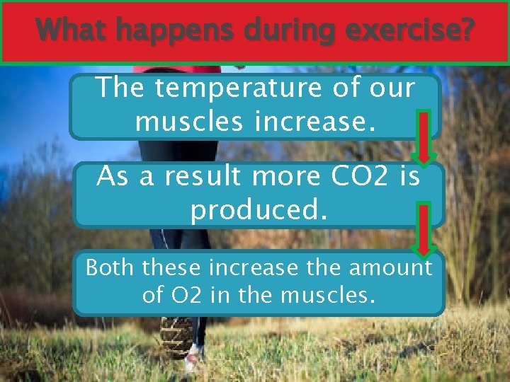 What happens during exercise? The temperature of our muscles increase. As a result more