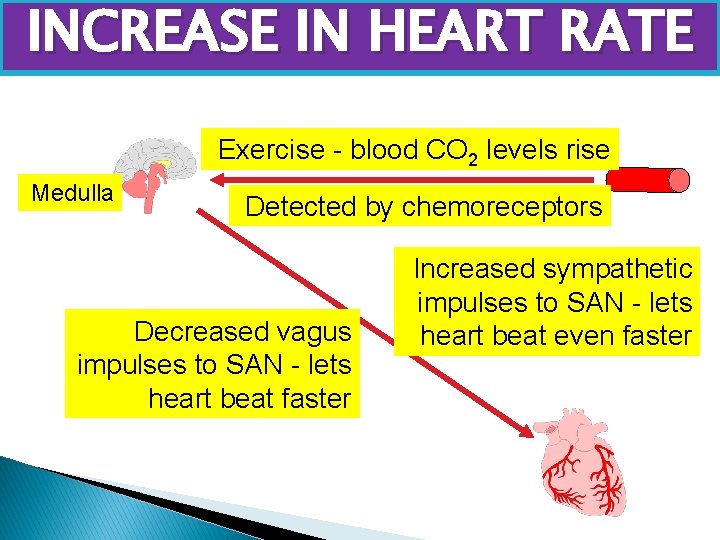 INCREASE IN HEART RATE Exercise - blood CO 2 levels rise Medulla Detected by