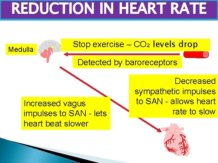 REDUCTION IN HEART RATE Medulla Stop exercise – CO₂ levels drop Detected by baroreceptors