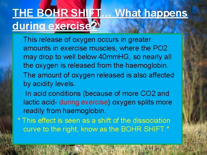 THE BOHR SHIFT… What happens during exercise? � This release of oxygen occurs in