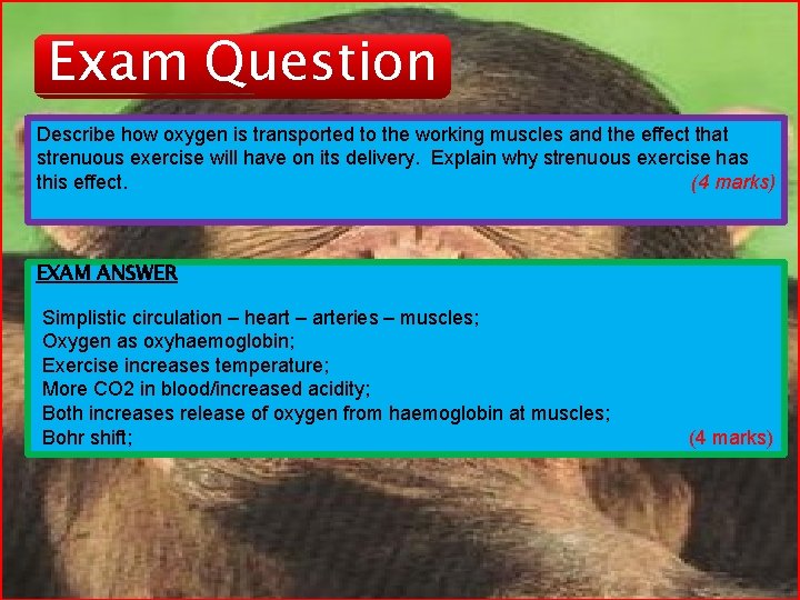 Exam Question Describe how oxygen is transported to the working muscles and the effect