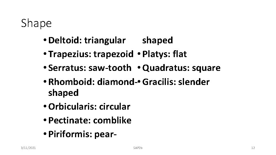 Shape shaped • Deltoid: triangular • Trapezius: trapezoid • Platys: flat • Serratus: saw-tooth