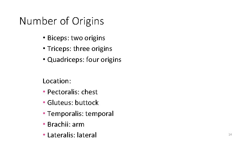 Number of Origins • Biceps: two origins • Triceps: three origins • Quadriceps: four