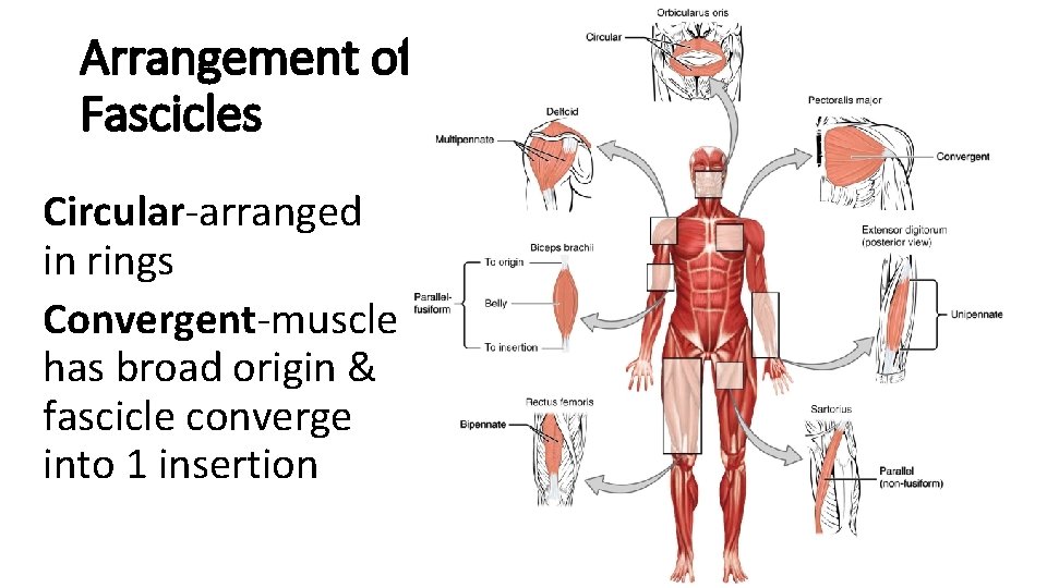 Arrangement of Fascicles Circular-arranged in rings Convergent-muscle has broad origin & fascicle converge into