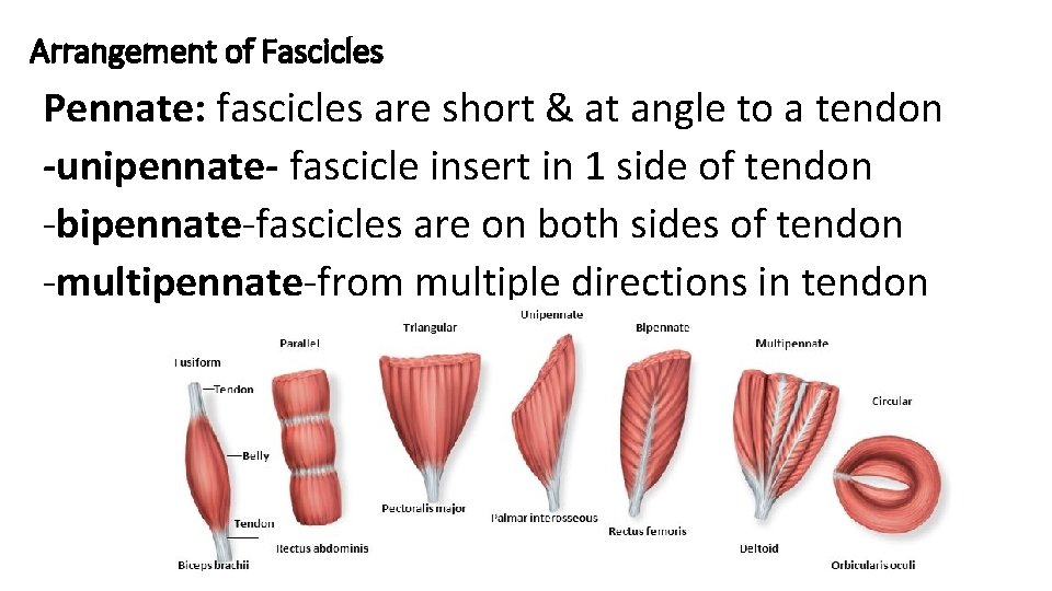 Arrangement of Fascicles Pennate: fascicles are short & at angle to a tendon -unipennate-