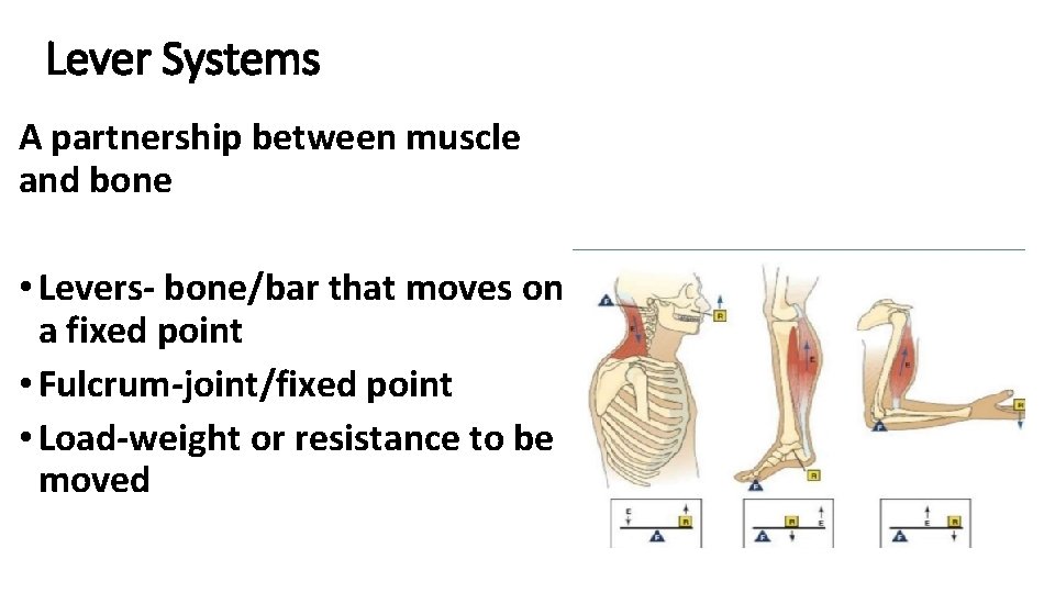 Lever Systems A partnership between muscle and bone • Levers- bone/bar that moves on