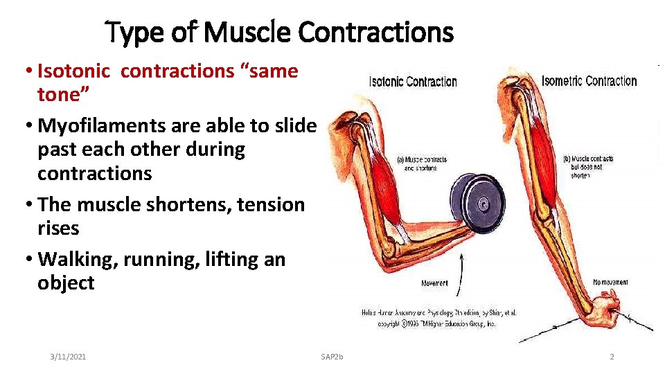 Type of Muscle Contractions • Isotonic contractions “same tone” • Myofilaments are able to
