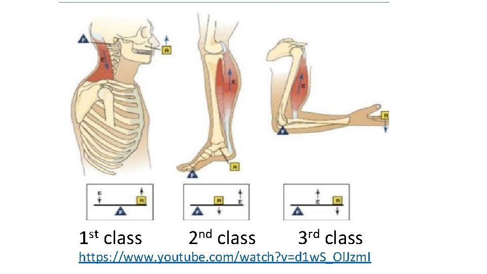 1 st class 2 nd class 3 rd class https: //www. youtube. com/watch? v=d