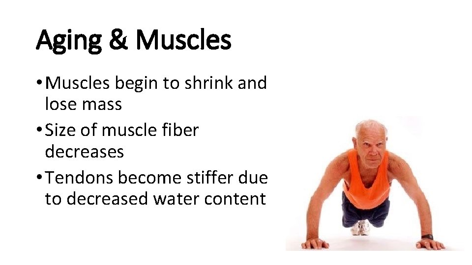 Aging & Muscles • Muscles begin to shrink and lose mass • Size of