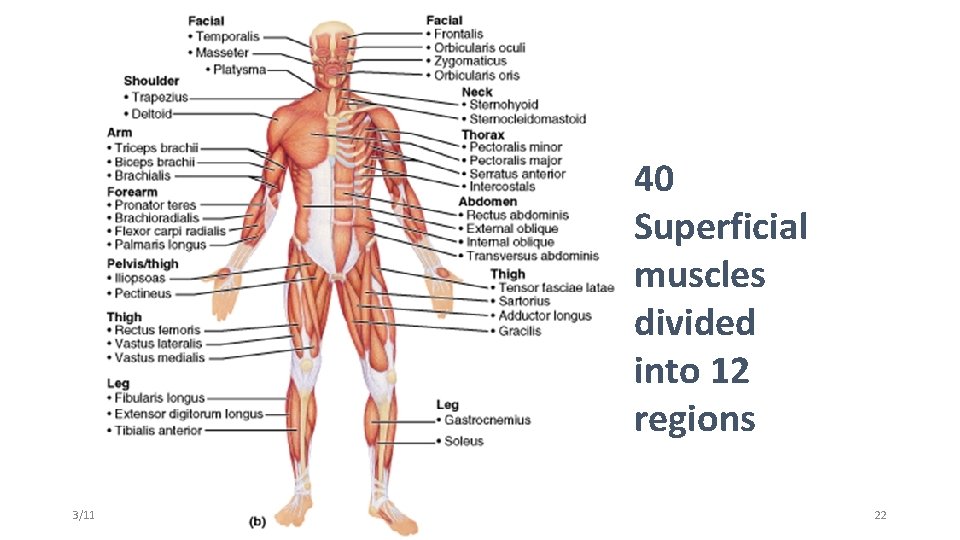40 Superficial muscles divided into 12 regions 3/11/2021 SAP 2 b 22 