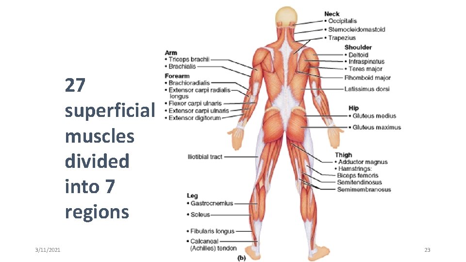 27 superficial muscles divided into 7 regions 3/11/2021 SAP 2 b 23 