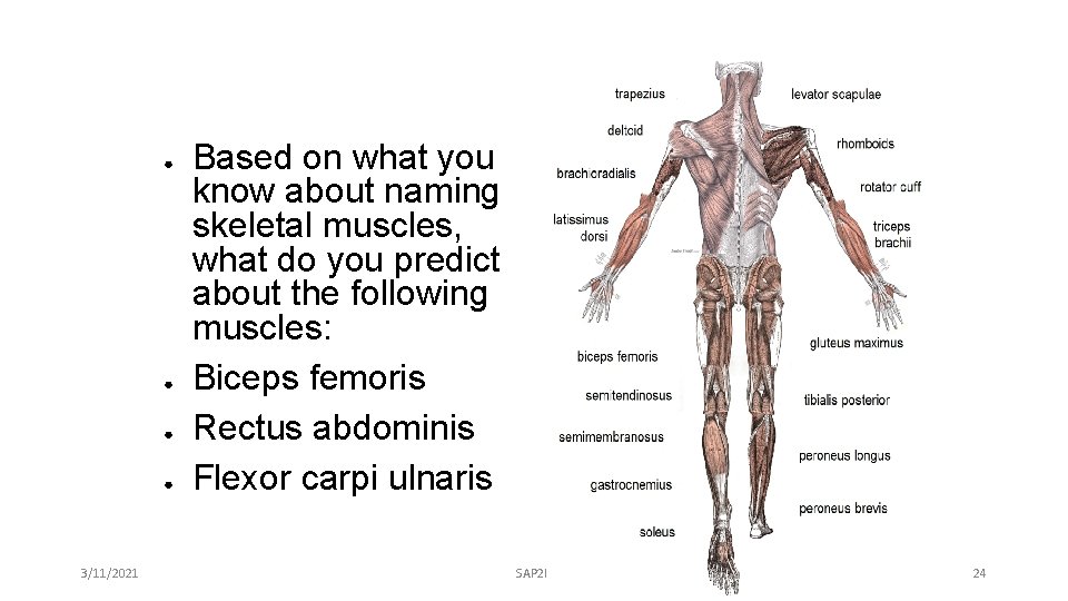 ● ● 3/11/2021 Based on what you know about naming skeletal muscles, what do