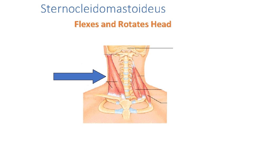 Sternocleidomastoideus Flexes and Rotates Head 