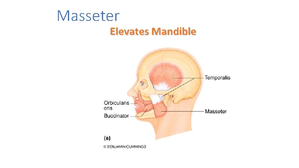 Masseter Elevates Mandible 