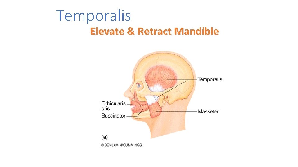 Temporalis Elevate & Retract Mandible 